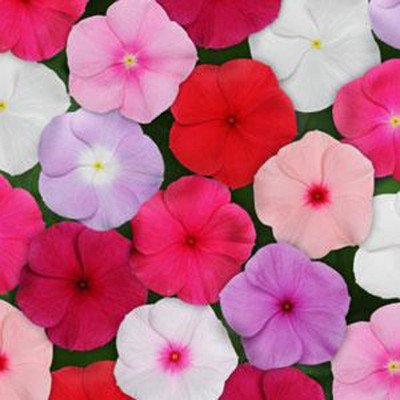 Airex VINCA ROSE MIXED FLOWER SEED FOR EATABLE WITH ORGANIC (AVG 40-50 ++) SEED X 9 PACKET Seed(450 per packet)