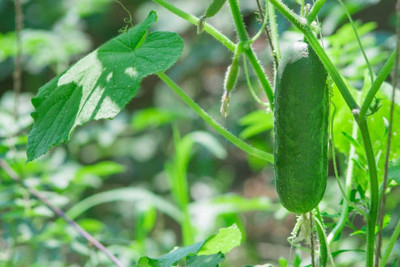 Corofitam Cucumber Seed(30 per packet)