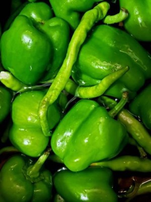 Splorias Green Capsicum (Simla Mirchi) Seed(50 per packet)