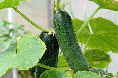 Corofitam Cucumber Seed(35 per packet)