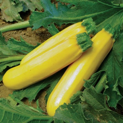 Antier SQUASH YELLOW SEEDS (AVG 10 - 20) SEEDS X 3 PACKET) Seed(30 per packet)