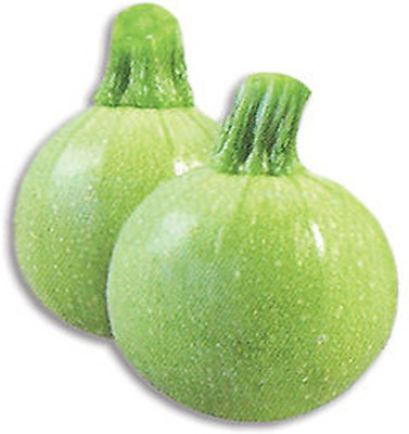 Airex AAYAN SQUASH SEED (PACK OF 20 SEED X 6 PER PKTS) 6 PACKET OF AAYAN SQUASH Seed(120 per packet)