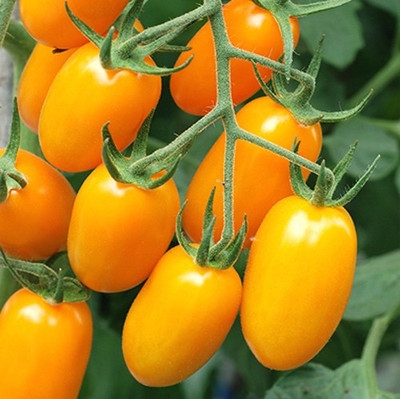 Airex YELLOW PLUM TOMATO SEED (PACK OF 30 SEED X 4 PER PKTS) 4 PACKET OF YELLOW PLUM TOMATO Seed(120 per packet)