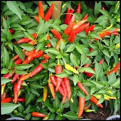 Airex F1 HYBRID CHILLI SEED (PACK OF 30 SEED X 8 PER PKTS) 8 PACKET OF F1 HYBRID CHILLI Seed(240 per packet)
