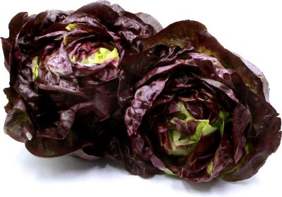 Airex RED BUTTER HEAD LETTUCE SEED (PACK OF 30 SEED X 2 PER PKTS) 2 PACKET OF RED BUTTER HEAD LETTUCE Seed(60 per packet)