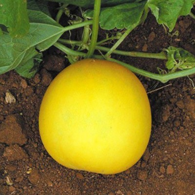 Antier YELLOW ROUND CUCUMBER SEED (PACK OF 30 SEED X 10 PER PKTS) 10 PACKET OF YELLOW ROUND CUCUMBER Seed(300 per packet)