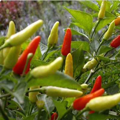 Airex F1 HYBRID CHILLI HOT PEPPER OS - 402 SEED (PACK OF 30 SEED X 3 PER PKTS) 3 PACKET OF F1 HYBRID CHILLI HOT PEPPER OS - 402 Seed(90 per packet)