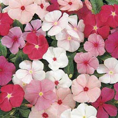 Airex VINCA PERIWINKLE MIXED FLOWER SEED FOR EATABLE WITH ORGANIC (AVG 40-50 ++) SEED X 1 PACKET Seed(50 per packet)