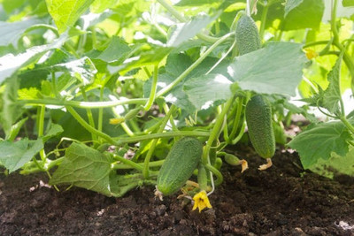 Corofitam Cucumber Seed(40 per packet)