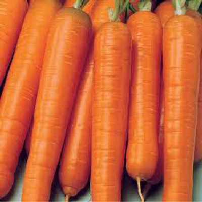 Airex CARROT NANTES SEEDS (PACK OF 30 SEEDS X 1 PER PACKET) Seed(30 per packet)