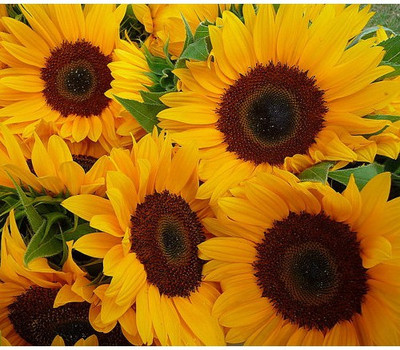 Airex SUNFLOWER RUSSIAN GIANT FLOWER SEED FOR EATABLE WITH ORGANIC (AVG 40-50 ++) SEED X 1 PACKET Seed(50 per packet)