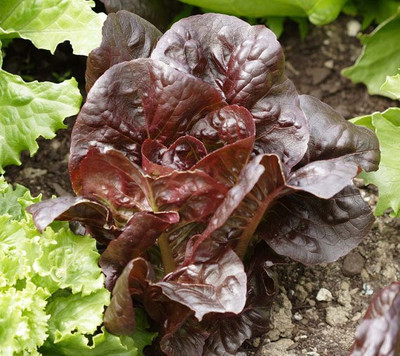 Airex RED LETTUCE ROMAINE SEED (PACK OF 30 SEED X 3 PER PKTS) 3 PACKET OF RED LETTUCE ROMAINE Seed(90 per packet)