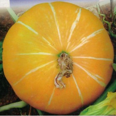 Airex PUMPKIN SURYA P - 10 SEED (PACK OF 10 SEED X 5 PER PKTS) 5 PACKET OF PUMPKIN SURYA P - 10 Seed(50 per packet)