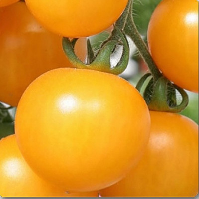 Airex YELLOW OBLATE TOMATO SEED (PACK OF 30 SEED X 3 PER PKTS) 3 PACKET OF YELLOW OBLATE TOMATO Seed(90 per packet)