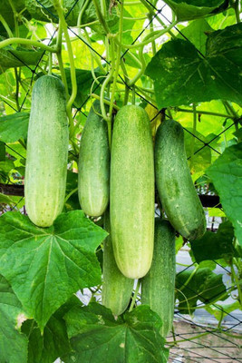Corofitam Cucumber Seed(50 per packet)