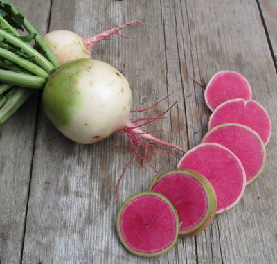 Airex RADISH GREEN ROUND SEED (PACK OF 50 SEED X 8 PER PKTS) 8 PACKET OF RADISH GREEN ROUND Seed(400 per packet)