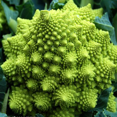 Airex BROCCOLI ROMANESCO SEED (PACK OF 30 SEED X 7 PER PKTS) 7 PACKETOF BROCCOLI ROMANESCO Seed(210 per packet)
