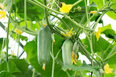 Corofitam Cucumber Seed(35 per packet)