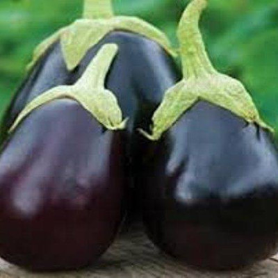 Airex F1 BRINJAL CRYPTON KRANTI SEED (PACK OF 30 SEED X 3 PER PKTS) 3 PACKET OF F1 BRINJAL CRYPTON KRANTI Seed(90 per packet)