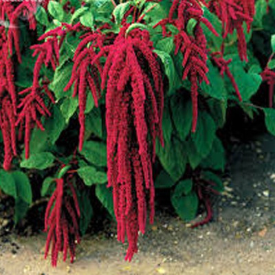 Airex AMARANTHUS CAUDATUS RED FLOWER SEED FOR EATABLE WITH ORGANIC (AVG 40-50 ++) SEED X 8 PACKET Seed(400 per packet)