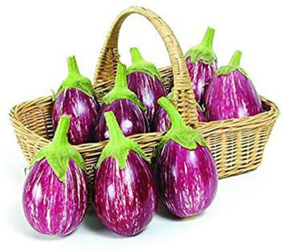 Airex BRINJAL CVK MK - 124 SEED (PACK OF 30 SEED X 10 PER PKTS) 10 PACKET OF BRINJAL CVK MK - 124 Seed(300 per packet)