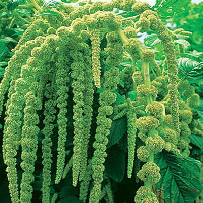 Airex AMARANTHUS CAUDATUS GREEN FLOWER SEED FOR EATABLE WITH ORGANIC (AVG 40-50 ++) SEED X 10 PACKET Seed(500 per packet) Airex AMARANTHUS CAUDATUS GREEN FLOWER SEED FOR EATABLE WITH ORGANIC (AVG 40-50 ++) SEED X 10 PACKET Seed(500 per packet)