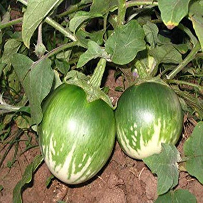 Airex GREEN BRINJAL OS - 995 SEED (PACK OF 30 SEED X 1 PER PKTS) 1 PACKET OF GREEN BRINJAL OS - 995 Seed(30 per packet)