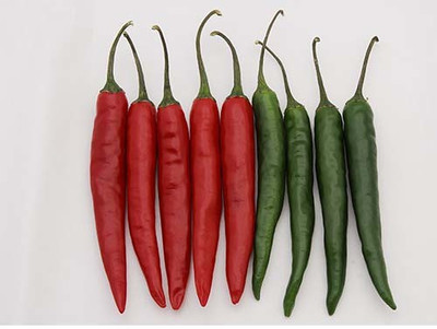 Airex CHILLI AGRI NO.4 SEEDS (PACK OF 50 SEEDS X 8 PER PACKET) Seed(400 per packet)