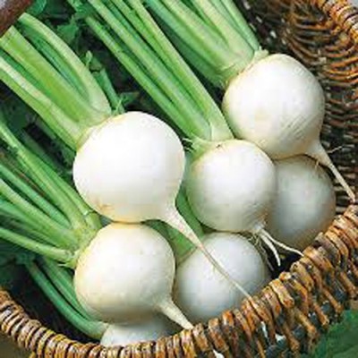 Airex TURNIP WHITE AGRO-12 SEEDS (PACK OF 50 SEEDS X 8 PACKET) Seed(400 per packet)