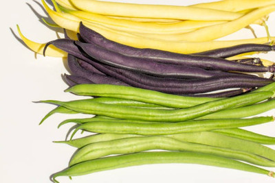 Splorias Cluster Bean Seed(20 per packet)