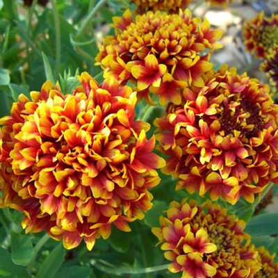Airex GAILLARDIA DUO MIXED FLOWER SEED FOR EATABLE WITH ORGANIC (AVG 40-50 ++) SEED X 1 PACKET Seed(50 per packet)