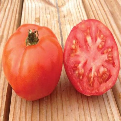 Airex TOMATO MARGLOBE SEED (PACK OF 30 SEED X 7 PER PKTS) 7 PACKETOF TOMATO MARGLOBE Seed(210 per packet)