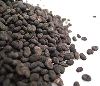 TAMRANSH Babchi - Bavanchalu - Bakuchi - Seeds - Karpokarishi - Paoralea Corylifolia - 500GM Seed Seed (1 per packet) Seed(500 per packet)