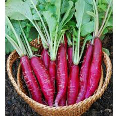 Airex RADISH FULL RED SEEDS (PACK OF 30 SEEDS X 8 PER PACKET) Seed(240 per packet)
