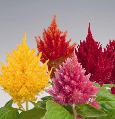 CYBEXIS Celosia Plumose Glorious Mix Seeds Seed(50 per packet)