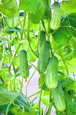 Corofitam Cucumber Seed(35 per packet)