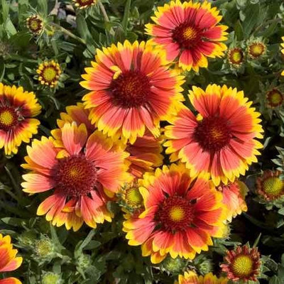 Airex GAILLARDIA MIXED FLOWER SEED FOR EATABLE WITH ORGANIC (AVG 40-50 ++) SEED X 6 PACKET Seed(300 per packet)