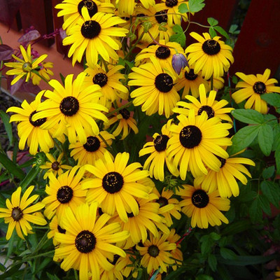 Airex SUNFLOWER MINATURE FLOWER SEED FOR EATABLE WITH ORGANIC (AVG 40-50 ++) SEED X 4 PACKET Seed(200 per packet)
