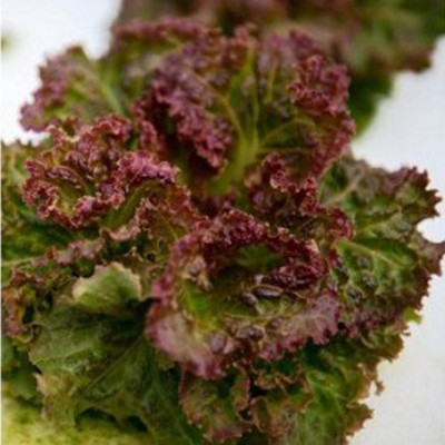 Airex LETTUCE BISCIA SALAD BOWL SEED (PACK OF 30 SEED X 2 PER PKTS) 2 PACKET OF LETTUCE BISCIA SALAD BOWL Seed(60 per packet)