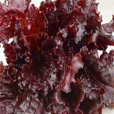 Airex F1 HYBRID LETTUCE SEED (PACK OF 30 SEED X 2 PER PKTS) 2 PACKET OF F1 HYBRID LETTUCE Seed(60 per packet)