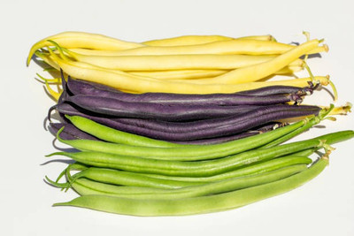The Entacloo Cluster Bean Seed(25 per packet)