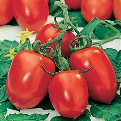 Airex TOMATO ROMA VF SEED (PACK OF 30 SEED X 3 PER PKTS) 3 PACKET OF TOMATO ROMA VF Seed(90 per packet)