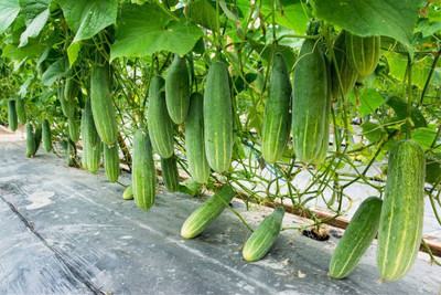 Splorias Cucumber Seed(40 per packet)