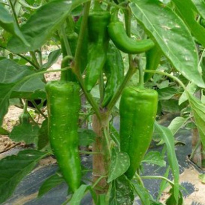 Airex F1 CHILLI CORNO DI TORRO SEED (PACK OF 30 SEED X 4 PER PKTS) 4 PACKET OF F1 CHILLI CORNO DI TORRO Seed(120 per packet)