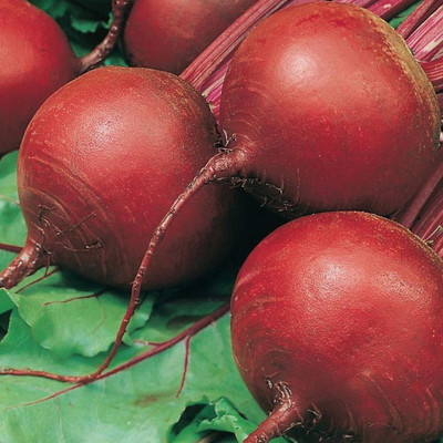 Airex BEET ROOT RED SEEDS (PACK OF 50 SEEDS X 9 PER PACKET) Seed(450 per packet)