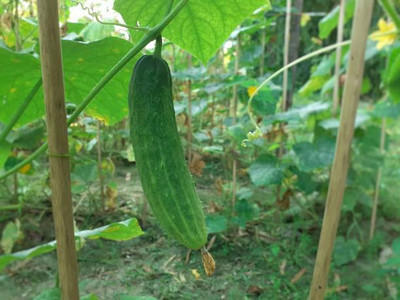 Corofitam Cucumber Seed(50 per packet)