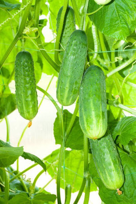 sporos Cucumber Seed(55 per packet)