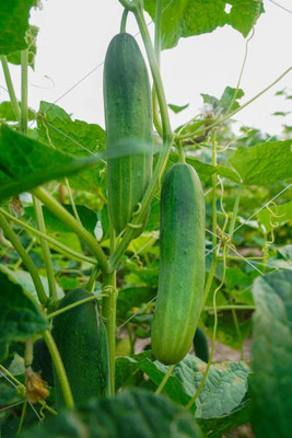 sporos Cucumber Seed(45 per packet)