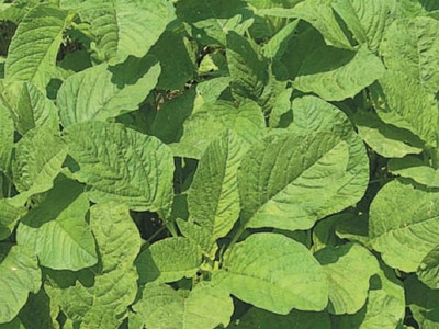 MGBN AMARANTH (GREEN) Seed(500 per packet)