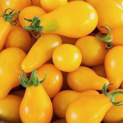 Airex YELLOW S PEAR TOMATO SEED (PACK OF 30 SEED X 10 PER PKTS) 10 PACKET OF YELLOW S PEAR TOMATO Seed(300 per packet)